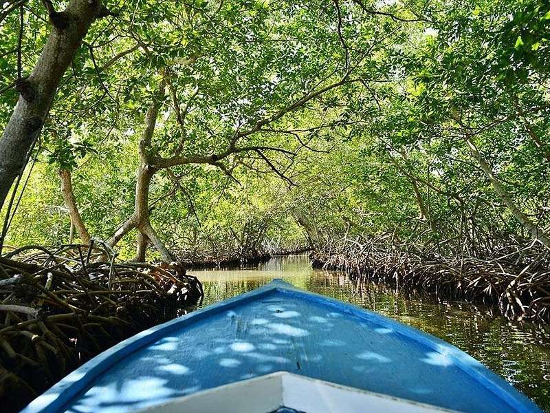 The bow of a small boat heading into a tunnel of mangroves