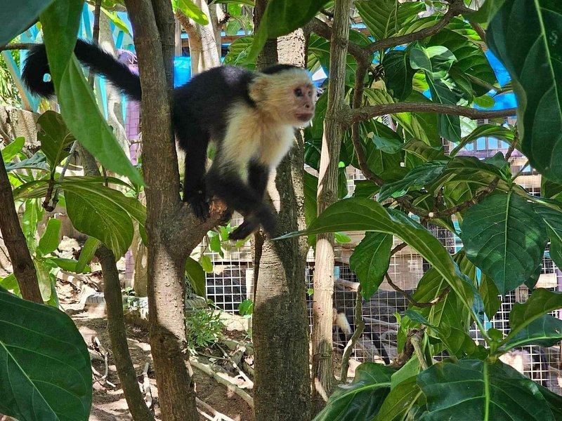 A white-faced capuchin monkey climbing among broad green leaves