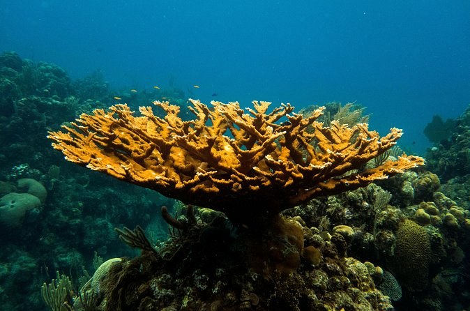 A wide golden elkhorn coral spreading over a reef slope in blue water