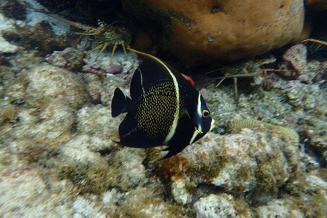 A black angelfish with yellow-edged scales swimming over pale coral rock