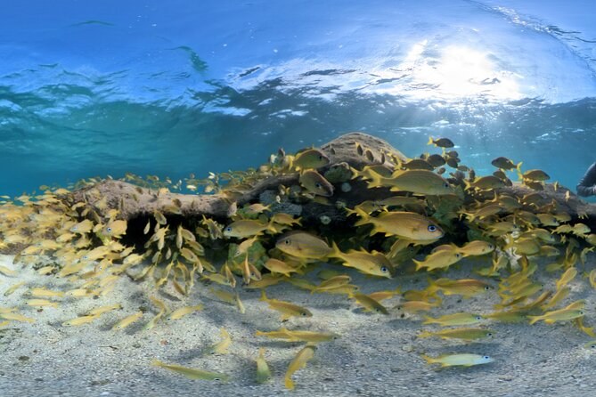 A school of yellow grunts over a coral head, sunlight on the surface above