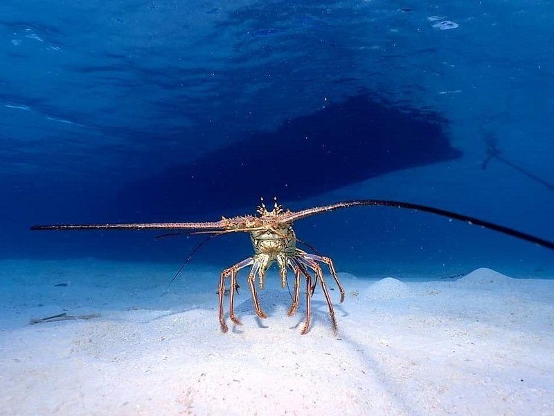 A spiny lobster standing on white sand, its long antennae spread wide