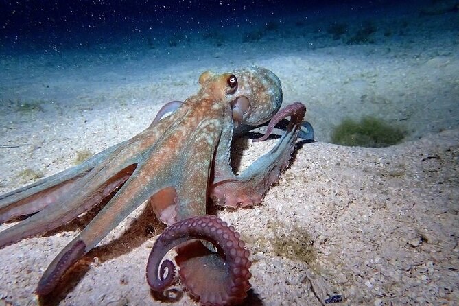 An octopus crossing the sand at night, one arm curled towards the lens