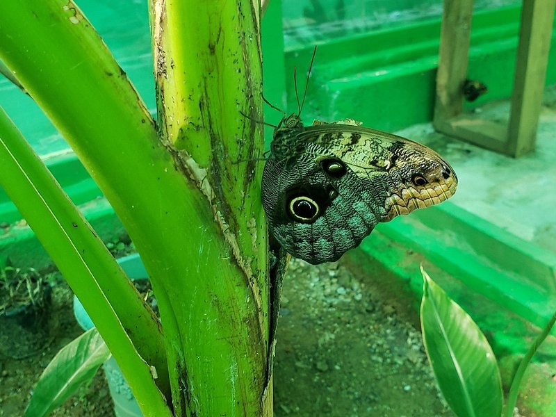 An owl butterfly resting on a green plant stem, its eyespot showing