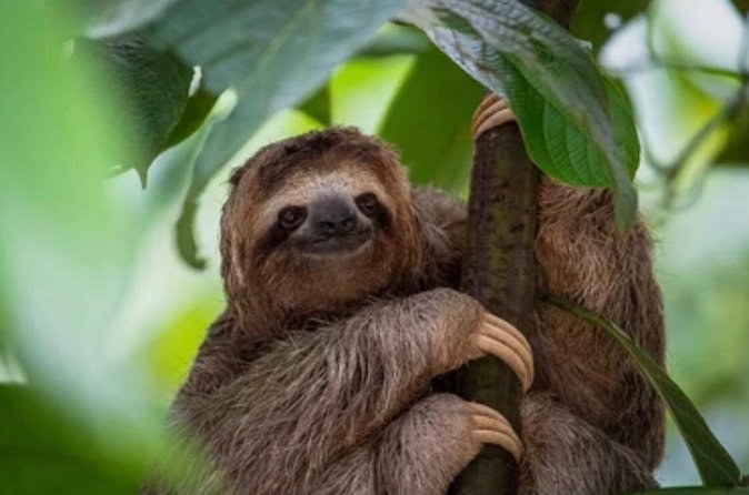 Roatán Monkey Sloth Park, Chocolate Rum & West Bay Beach Club