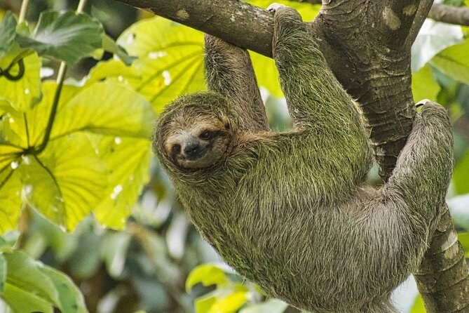 Roatan Sloth and Monkey Sanctuary with West Bay Beach Break