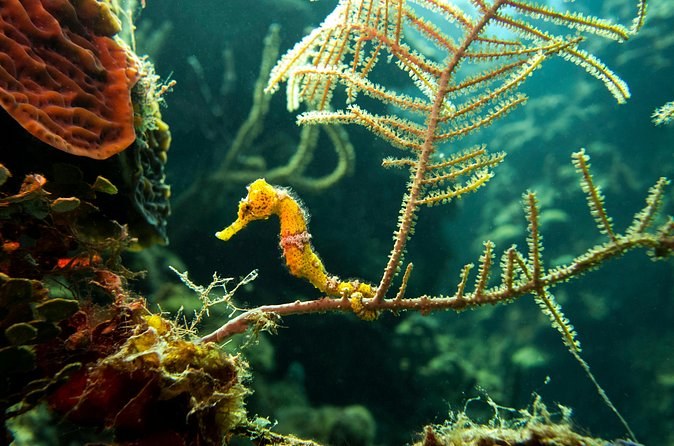 A yellow seahorse holding on to a branching sea fan with its tail