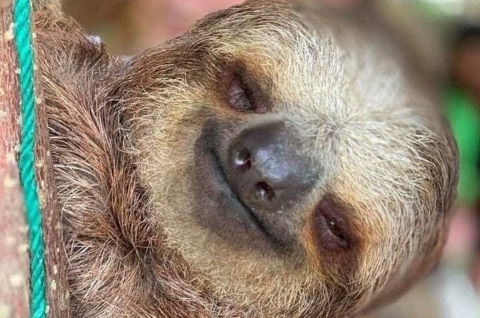 A sloth asleep with its head resting on its arm, eyes closed