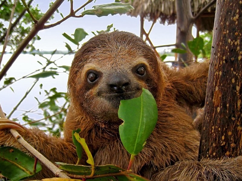 A brown-throated sloth holding a green leaf in its mouth
