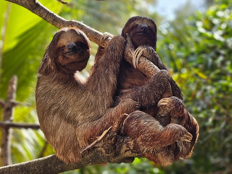 A sloth hanging from a branch with its baby clinging to its chest