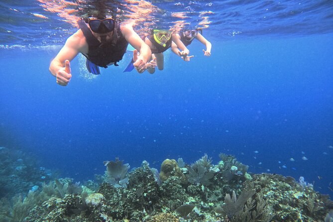 Snorkelers in masks swimming at the surface above a shallow reef