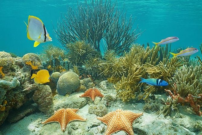 Orange cushion starfish on the sand of a coral garden, a butterflyfish above