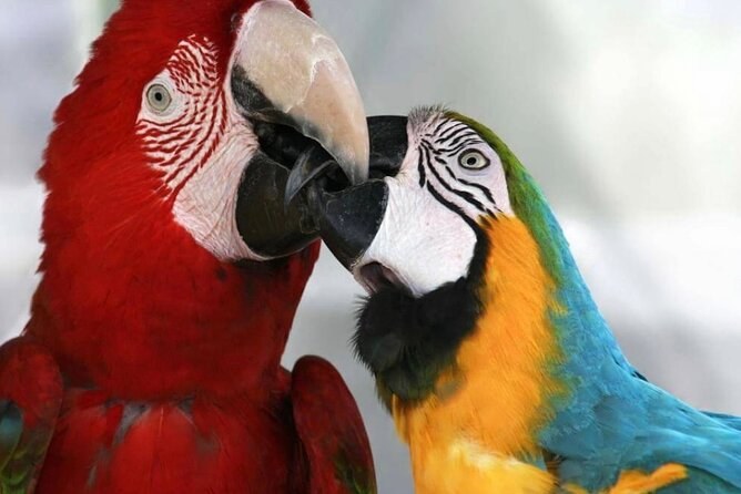 A red macaw and a blue-and-gold macaw touching beaks